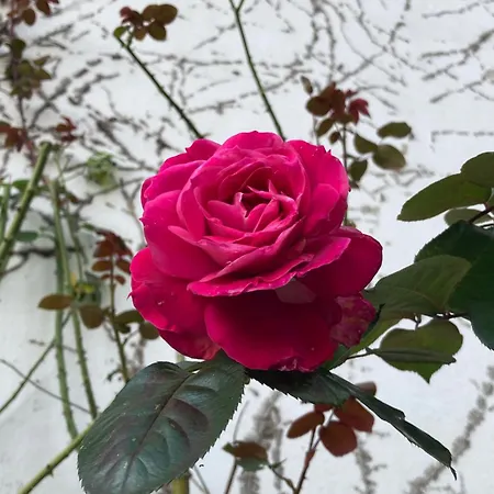 Avec Terrasse Sur Jardin * Fontenay-sous-Bois